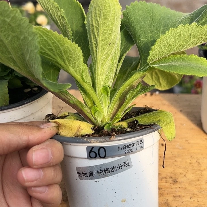 红陶抖音直播闪拍60