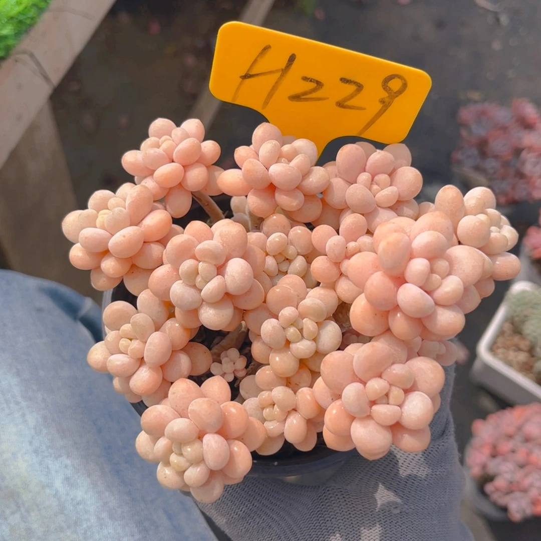 洛可可88888888888