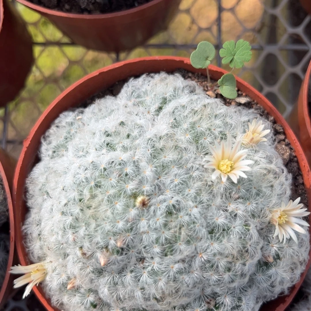 白星随机一颗。