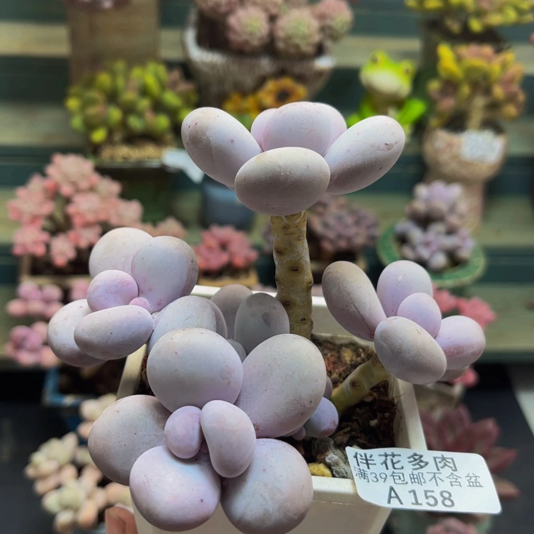 158水光针10cm多肉