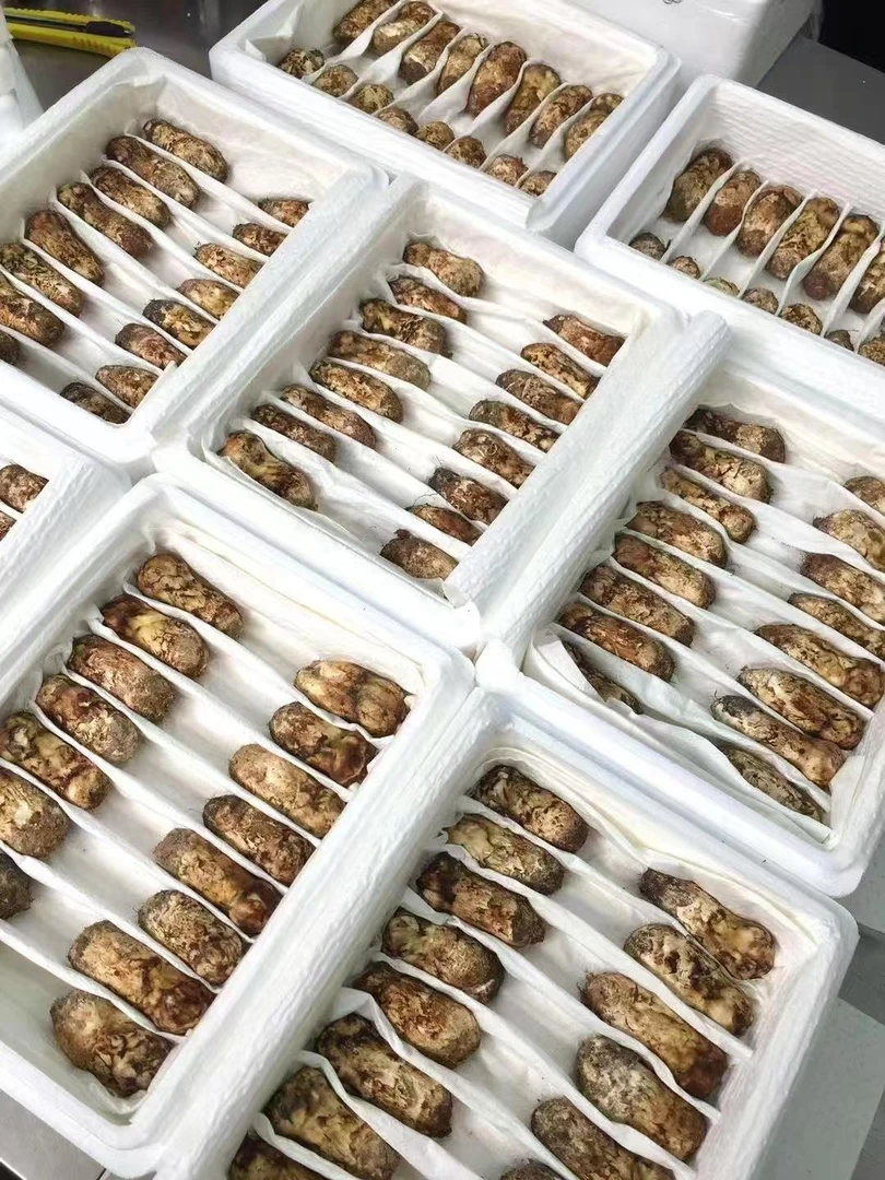 云南高原新鲜野生松茸冷链运输当季野生 当日现挖空运鲜松茸