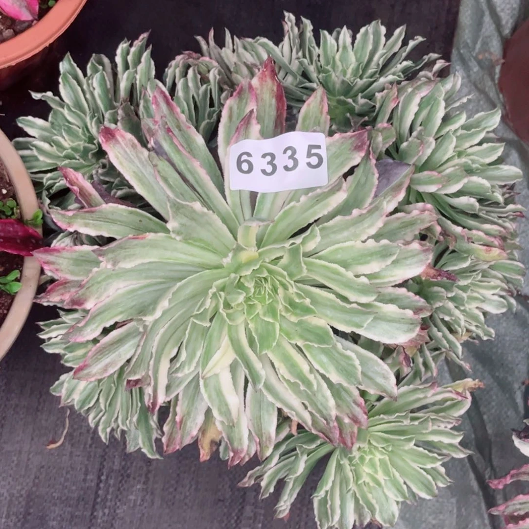 一****?云翠多肉不售后发货