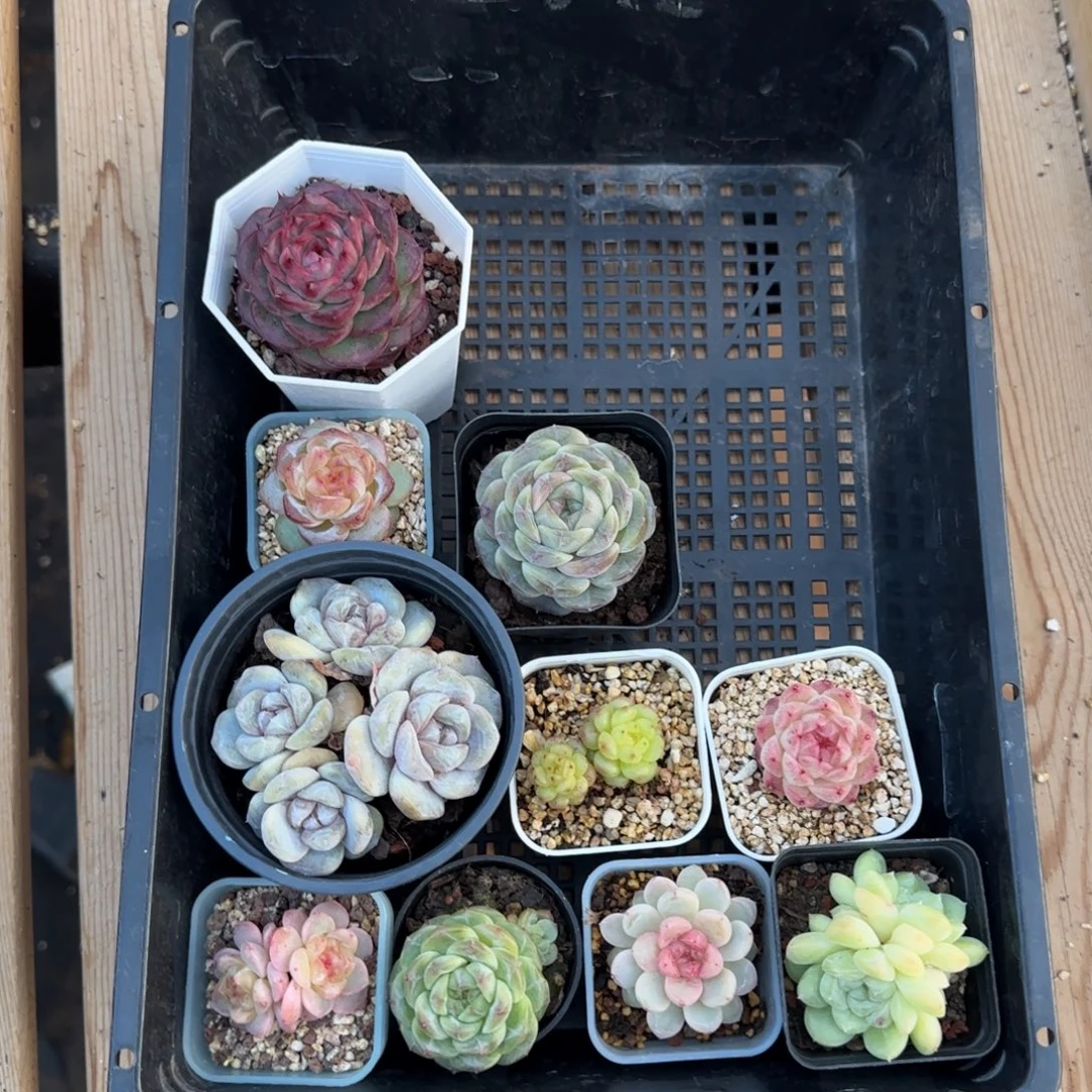 糖***儿一物一拍糖心甜心