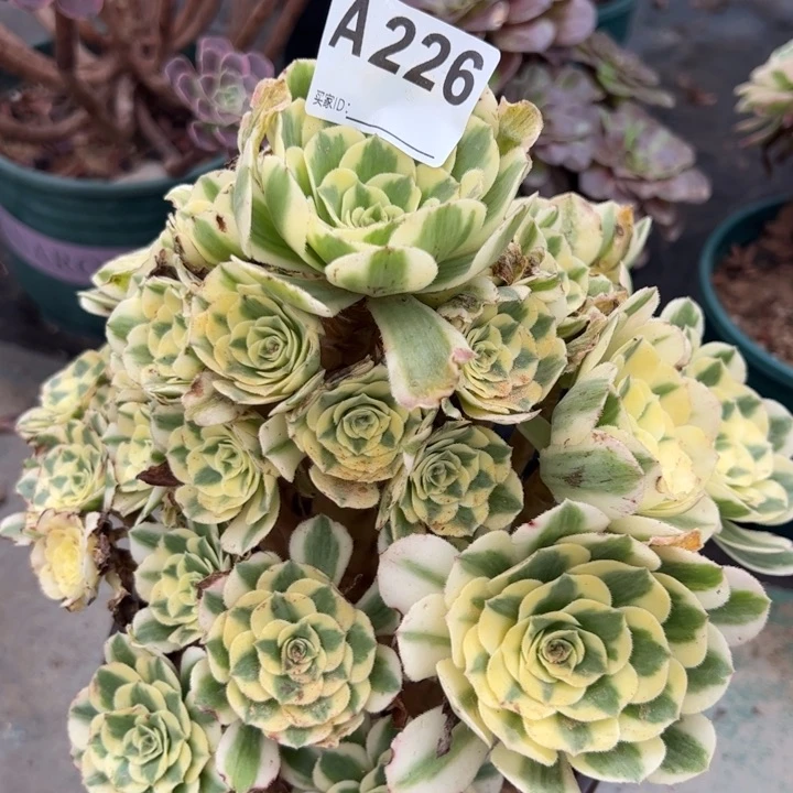 226迈巴赫20厘米左右