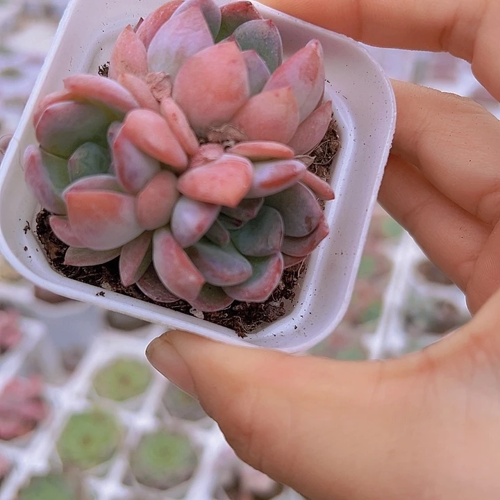 全明星群19包邮多肉