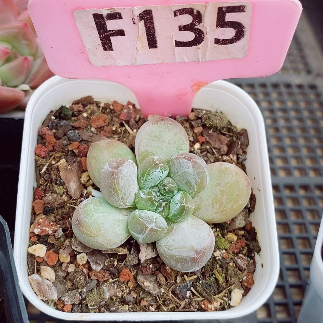 咖豆奶福利4-5cm多肉植物