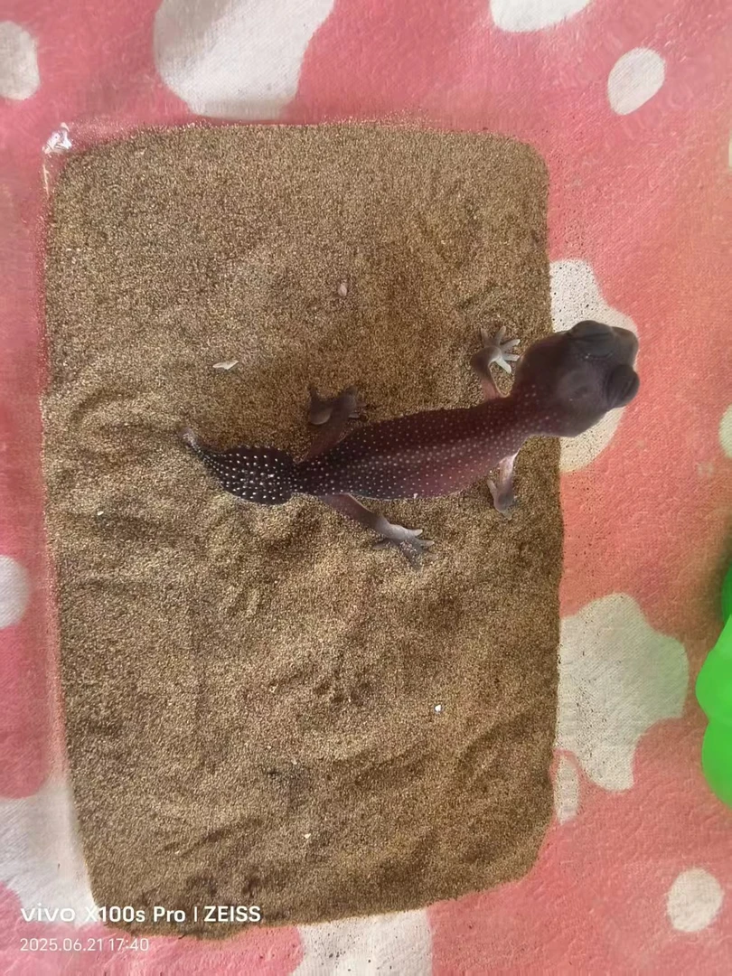 瘤尾守宫，nlp无纹瘤尾守宫（开食苗）