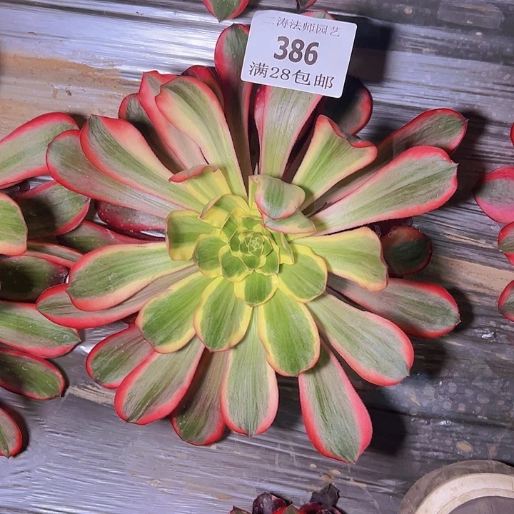 386红魔女多肉植物