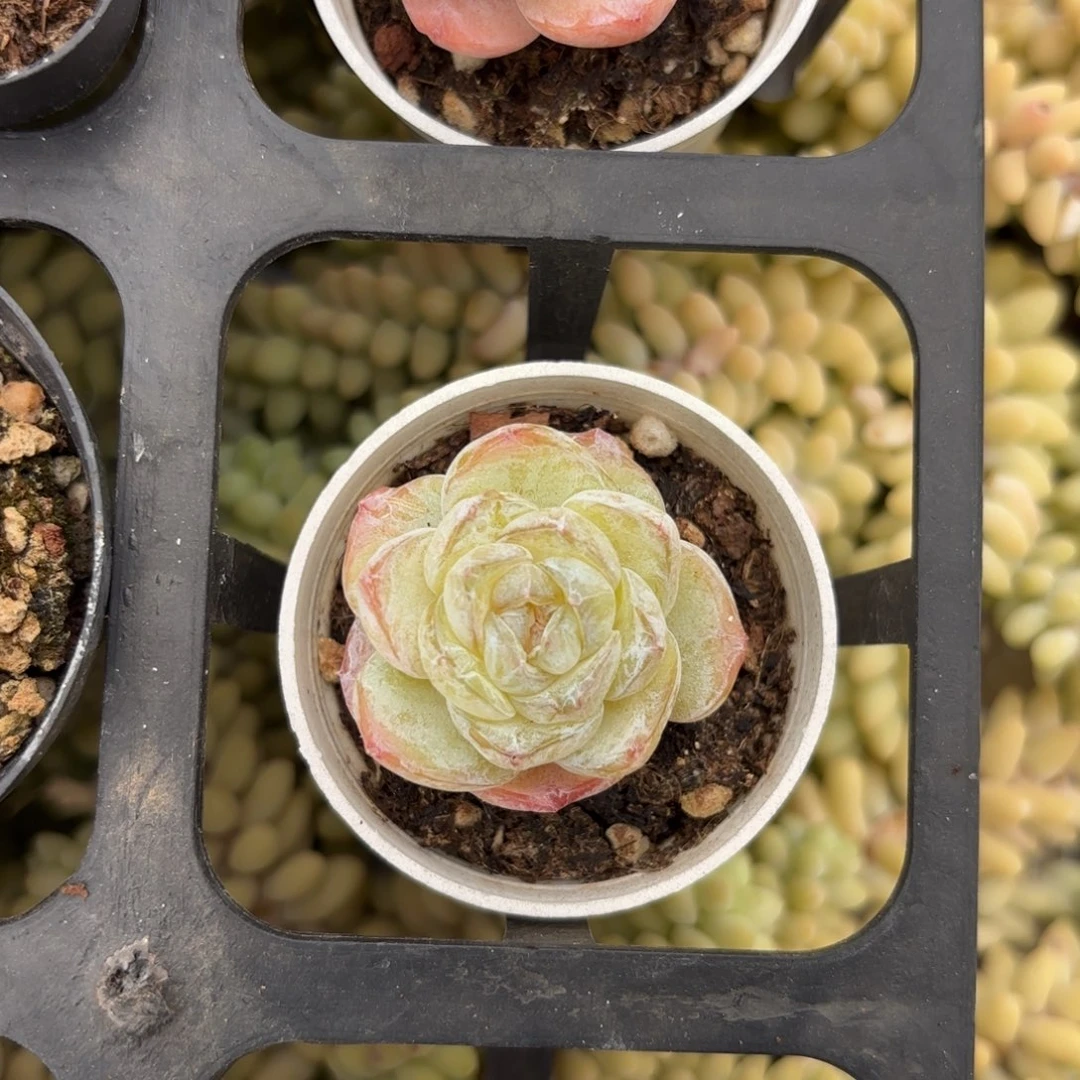 糯米糖心一物一拍