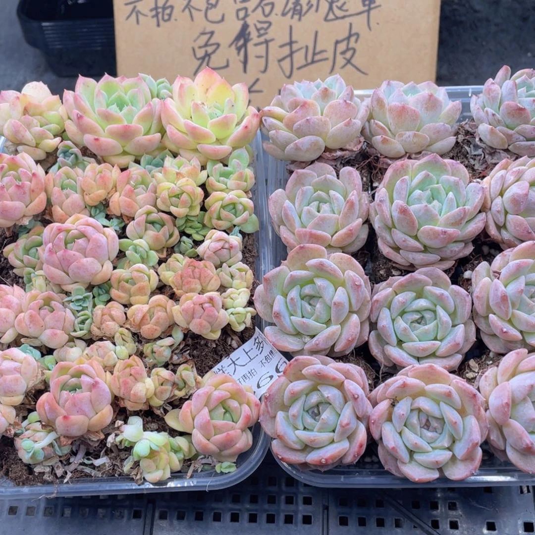 糕大上多肉植物666