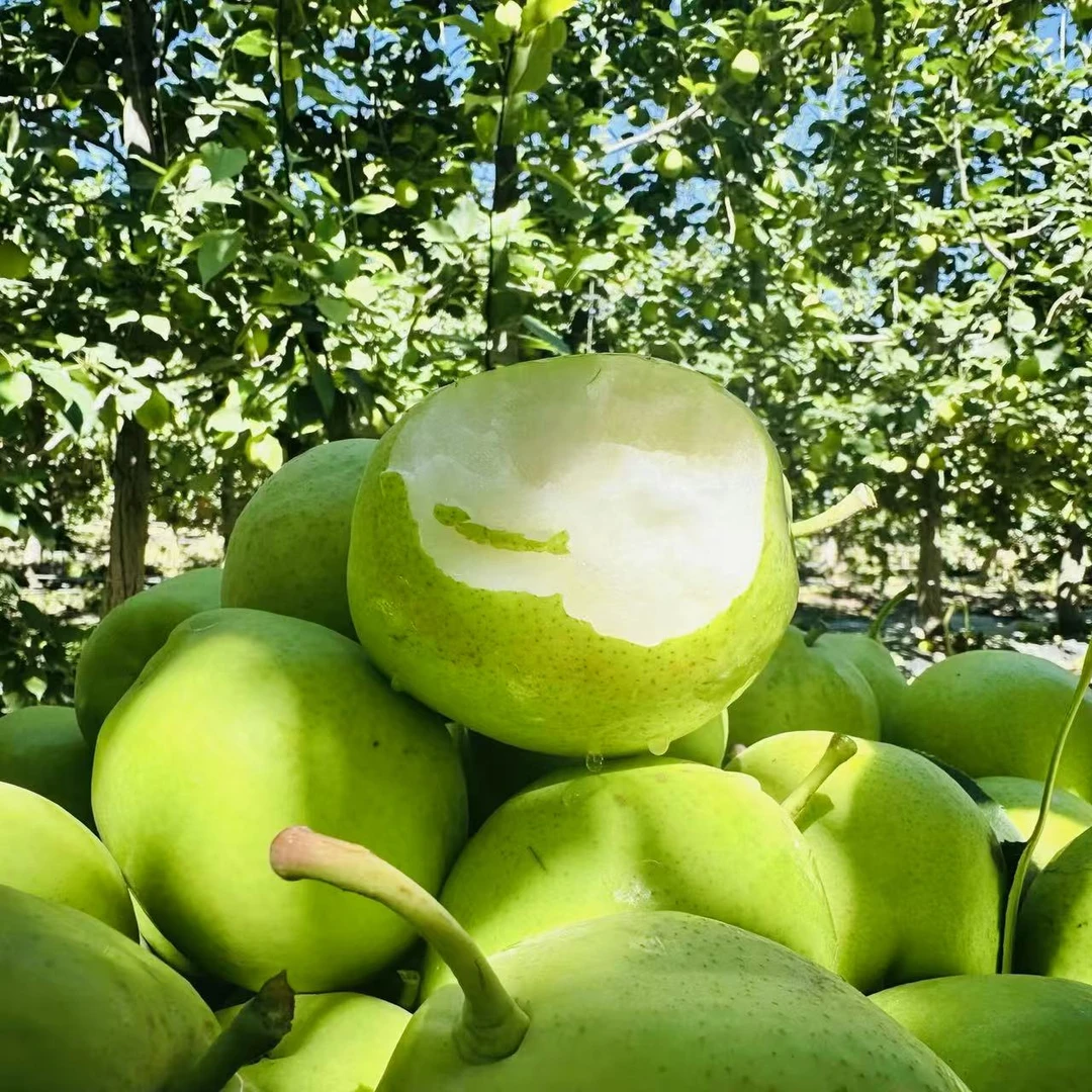 甘肃特产景泰早酥梨皮薄当季水果新鲜水果脆甜薄皮多汁现摘