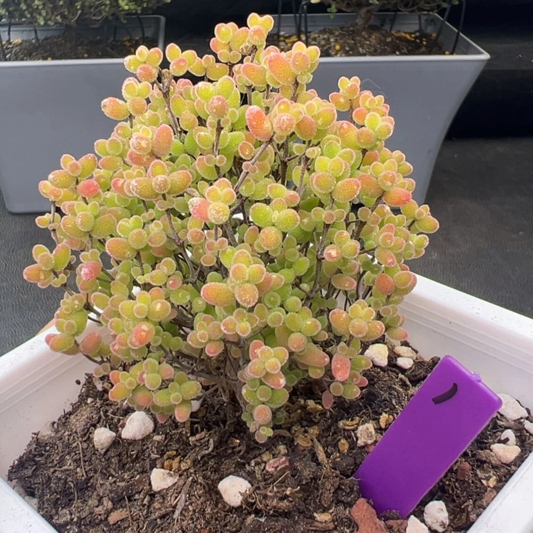 1号10cm盆蜜橘糖球