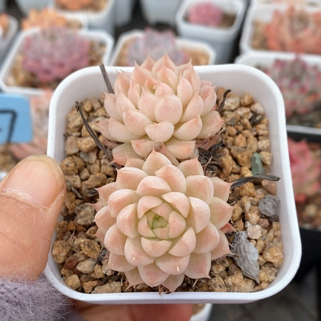 精品多肉一物一拍不包整418