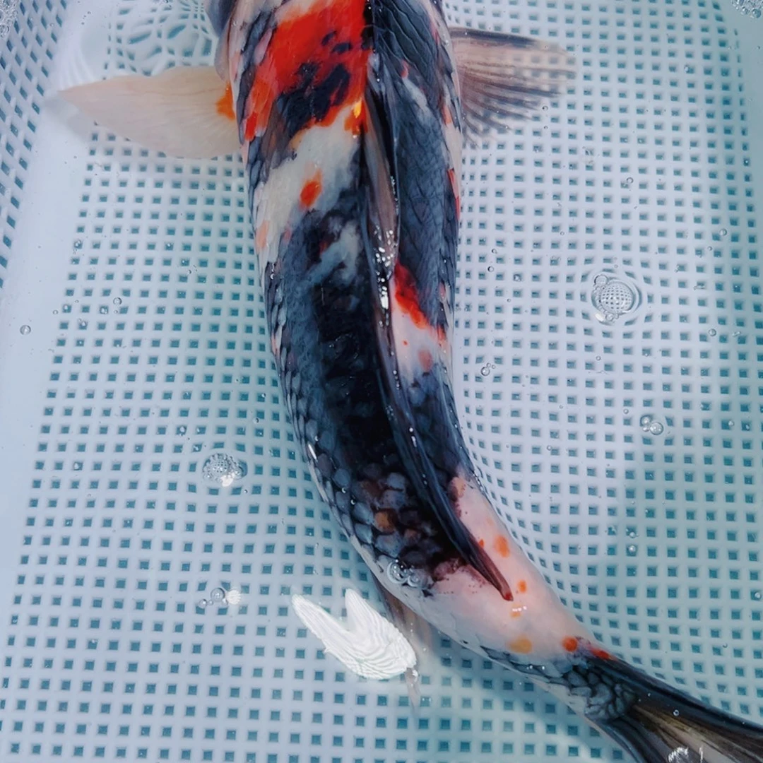 锦鲤锦鲤冷水鱼观赏110