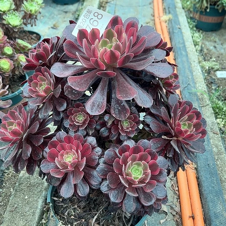 0768金丝雀多肉植物