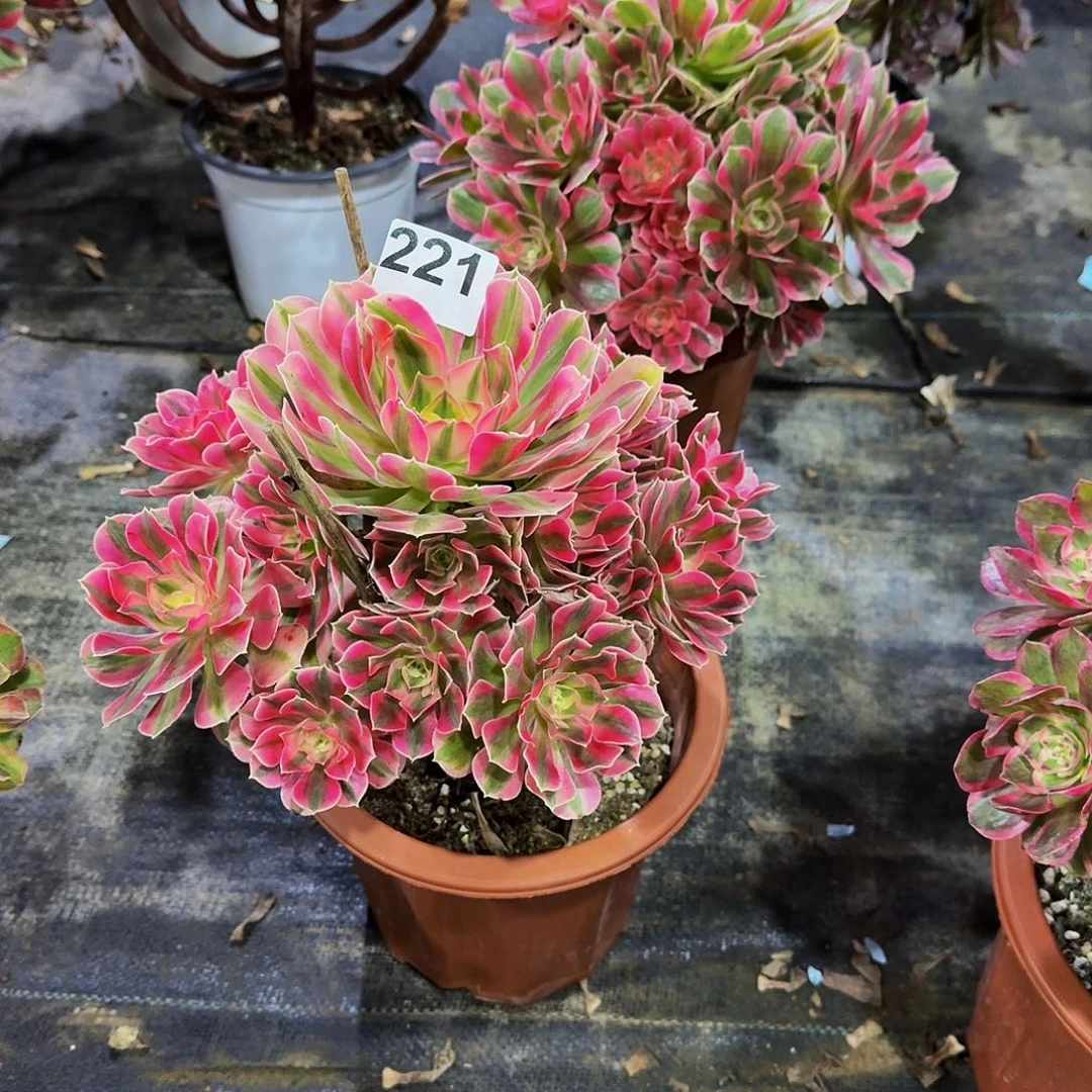 221粉女巫冠服25公分