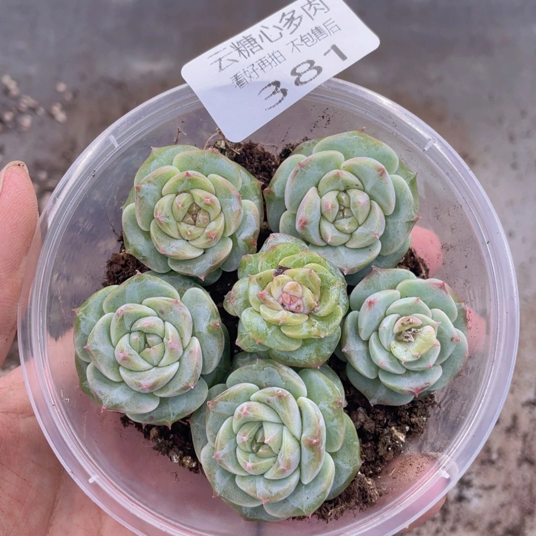 云糖心多肉植物381