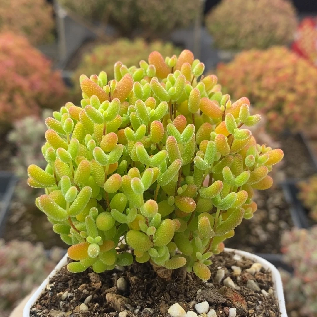 蜜橘糖球8790枝干番杏