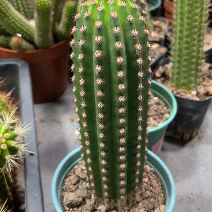 进口金妞金1自根保15一杯