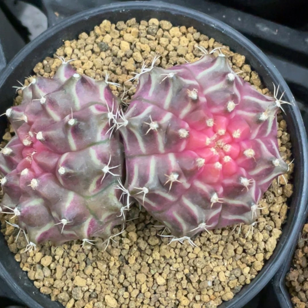 当前无花朵，栽培后可花朵双头紫粉轮回