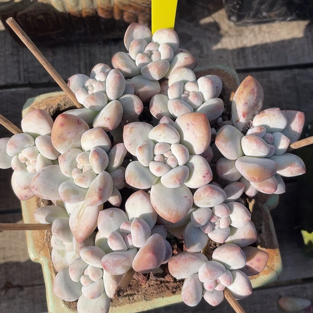 奶酪香水多肉植物843