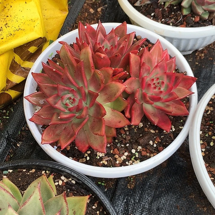 美肉特价活动开始啦