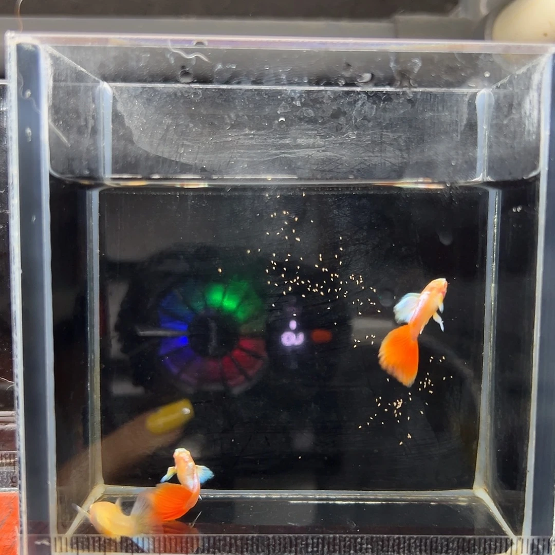孔雀鱼蓝白飞船两公一母（红公）