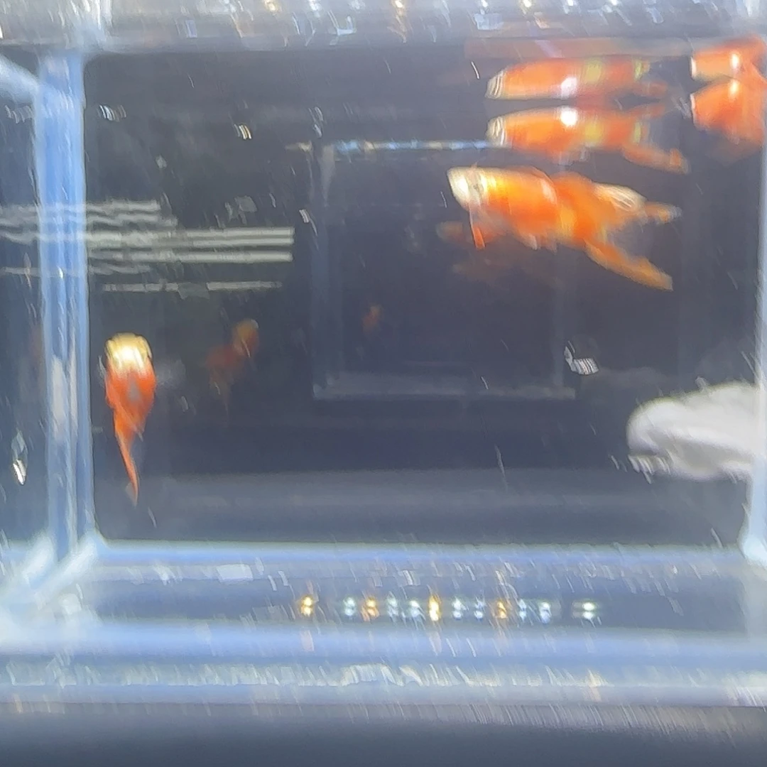 孔雀鱼关注主播可以竞拍