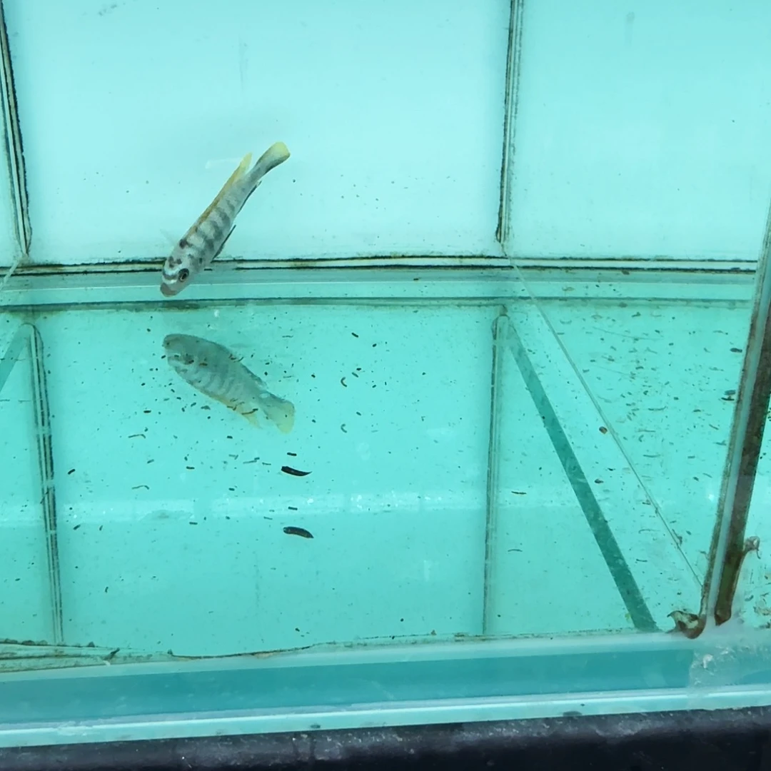 S***…海水蓬勃斑马1027。