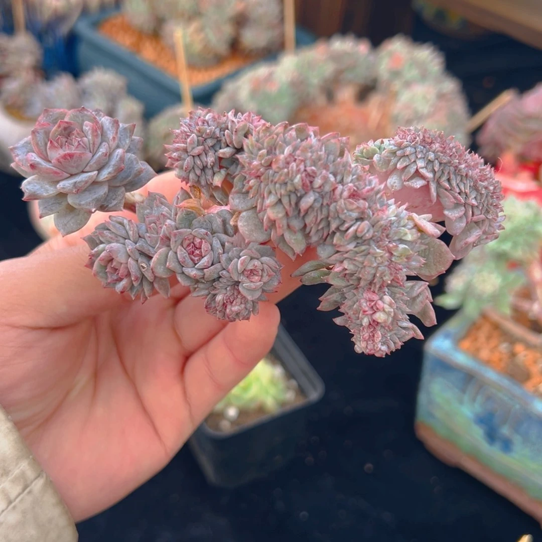 新年快乐 树莓微瑕