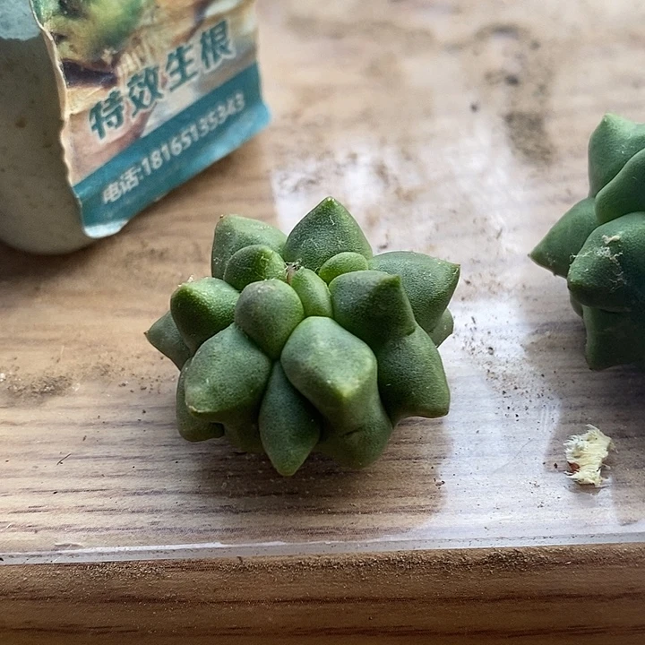 落地无根精选勾尤角尤鸾凤玉