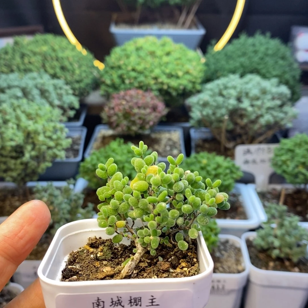 428蜜橘糖球枝干