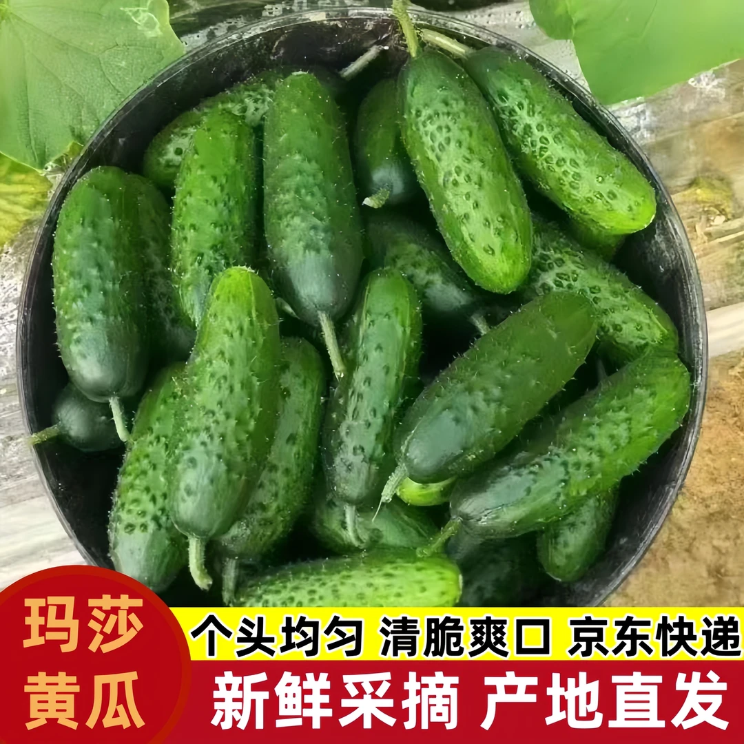 玛莎水果小黄瓜 生吃 喀秋莎黄瓜 山东原产地3斤/5斤食用农产品