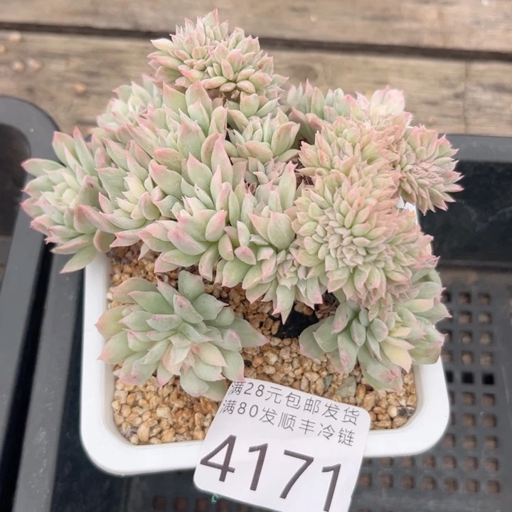 香***草大4174hhhjjjhhhhhhh
