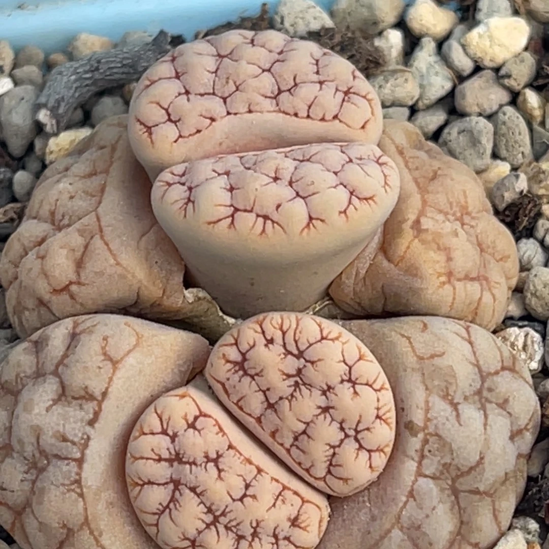 8775双头睫毛凹凸189一颗