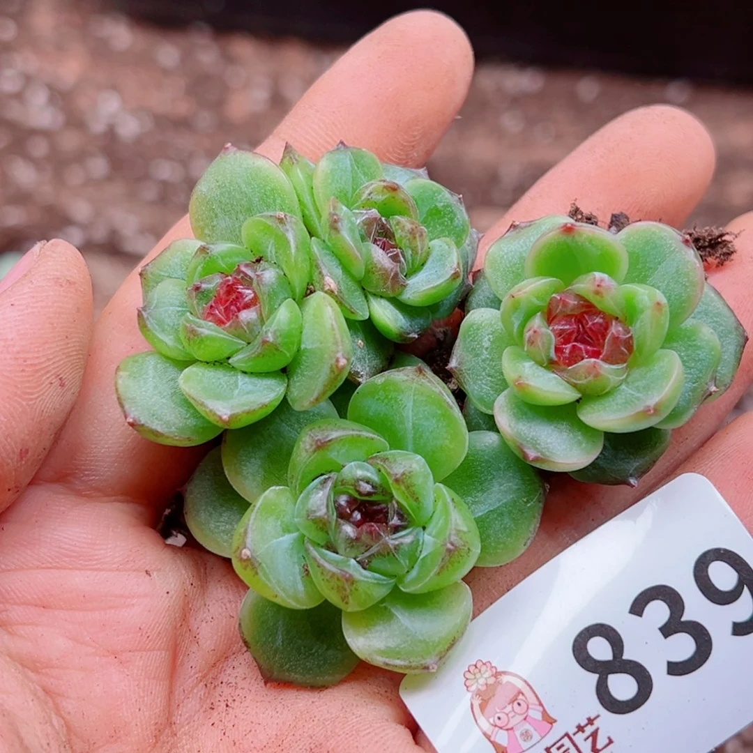 多肉植物多肉植物