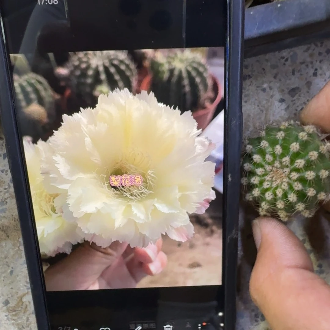 50彩草梨花落歪4公分左右无根侧牙，20包邮