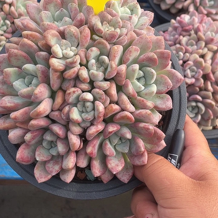 花斑鹿多肉植物群生155