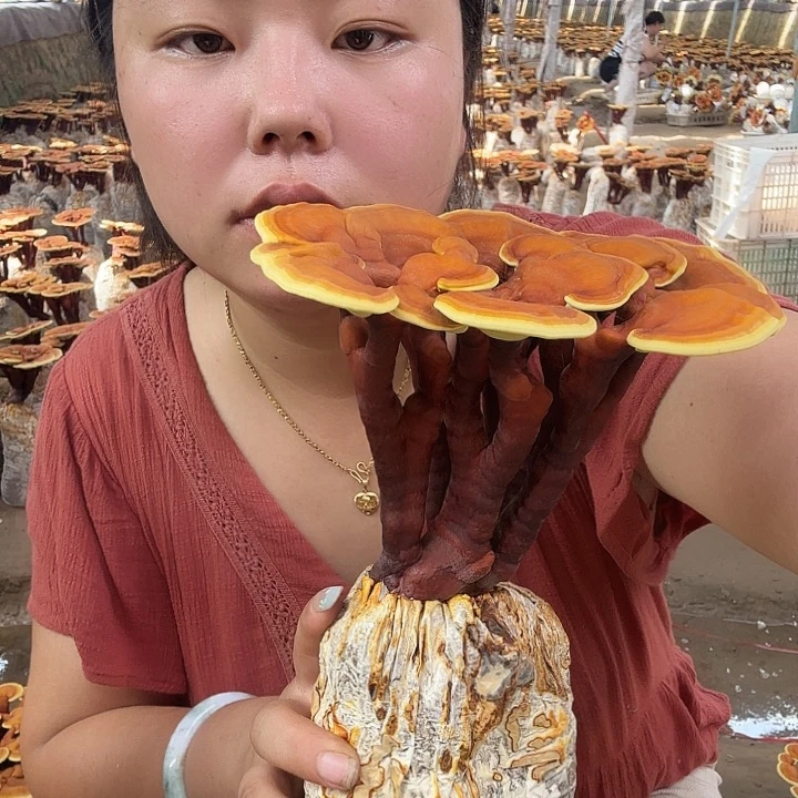 木陪****虹灵芝孢子粉和其他