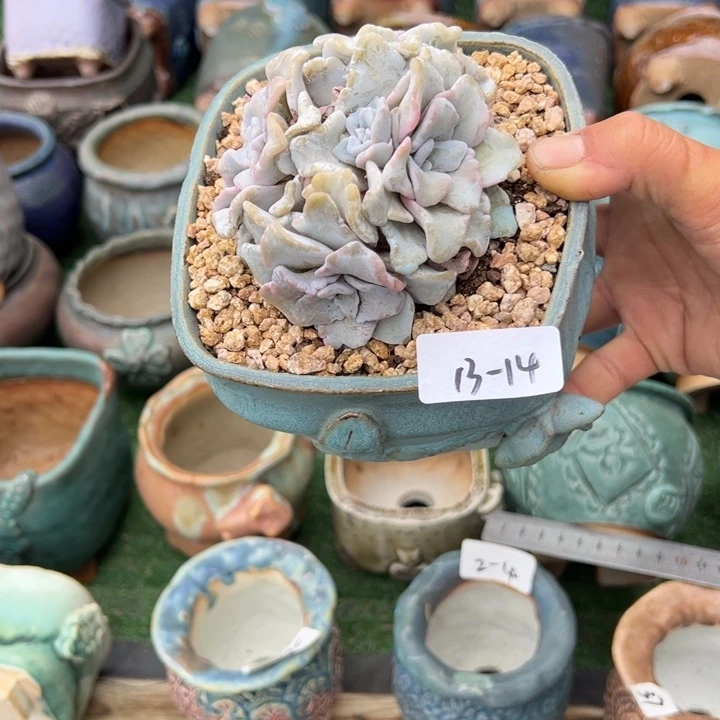 爱**工13-14白饺子皮加盆