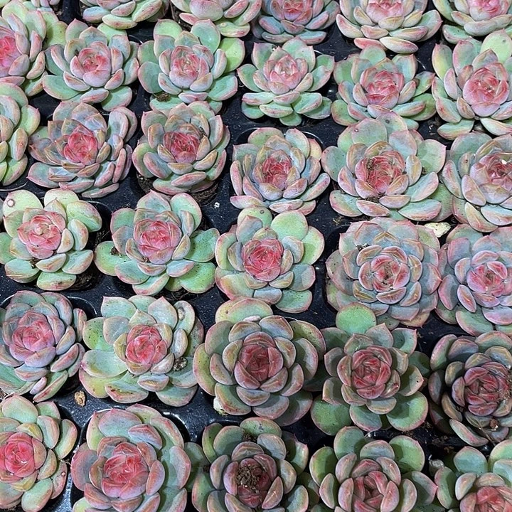 小沁心1元带土发货