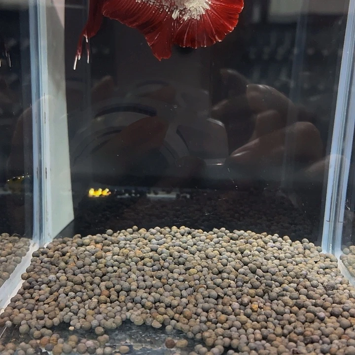 于***健斗鱼258巨斗11111