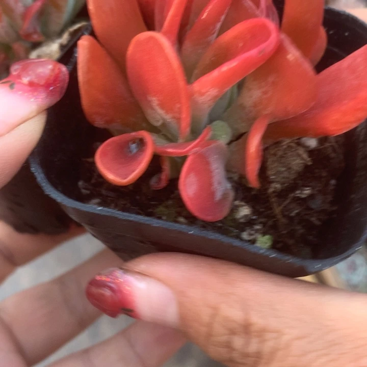 火狐狸（满9.99包邮不满9.99发叶子）