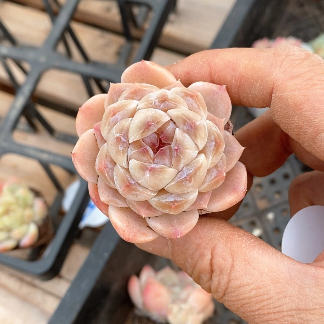 精品多肉一物一拍不包整71