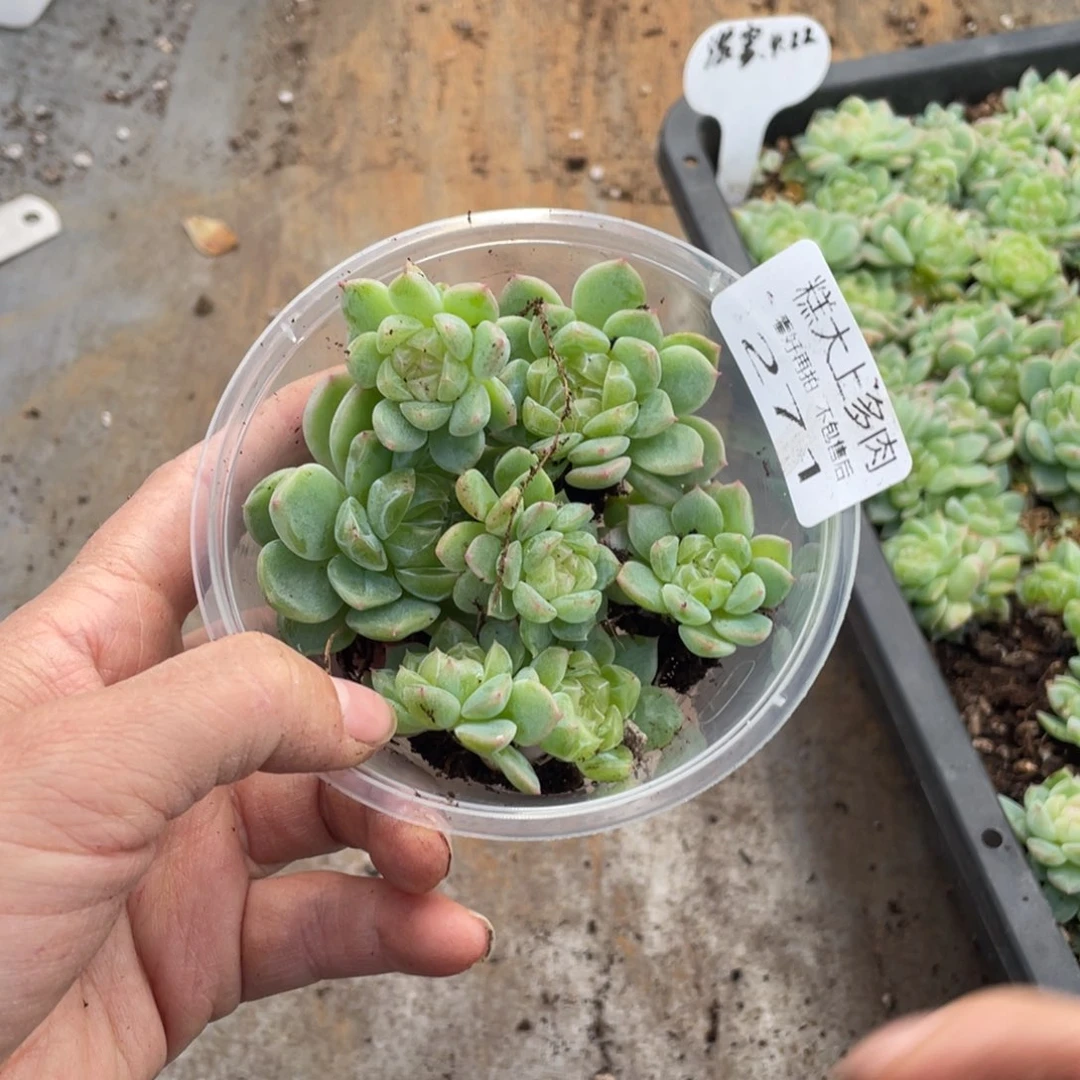 糕大上多肉植物271