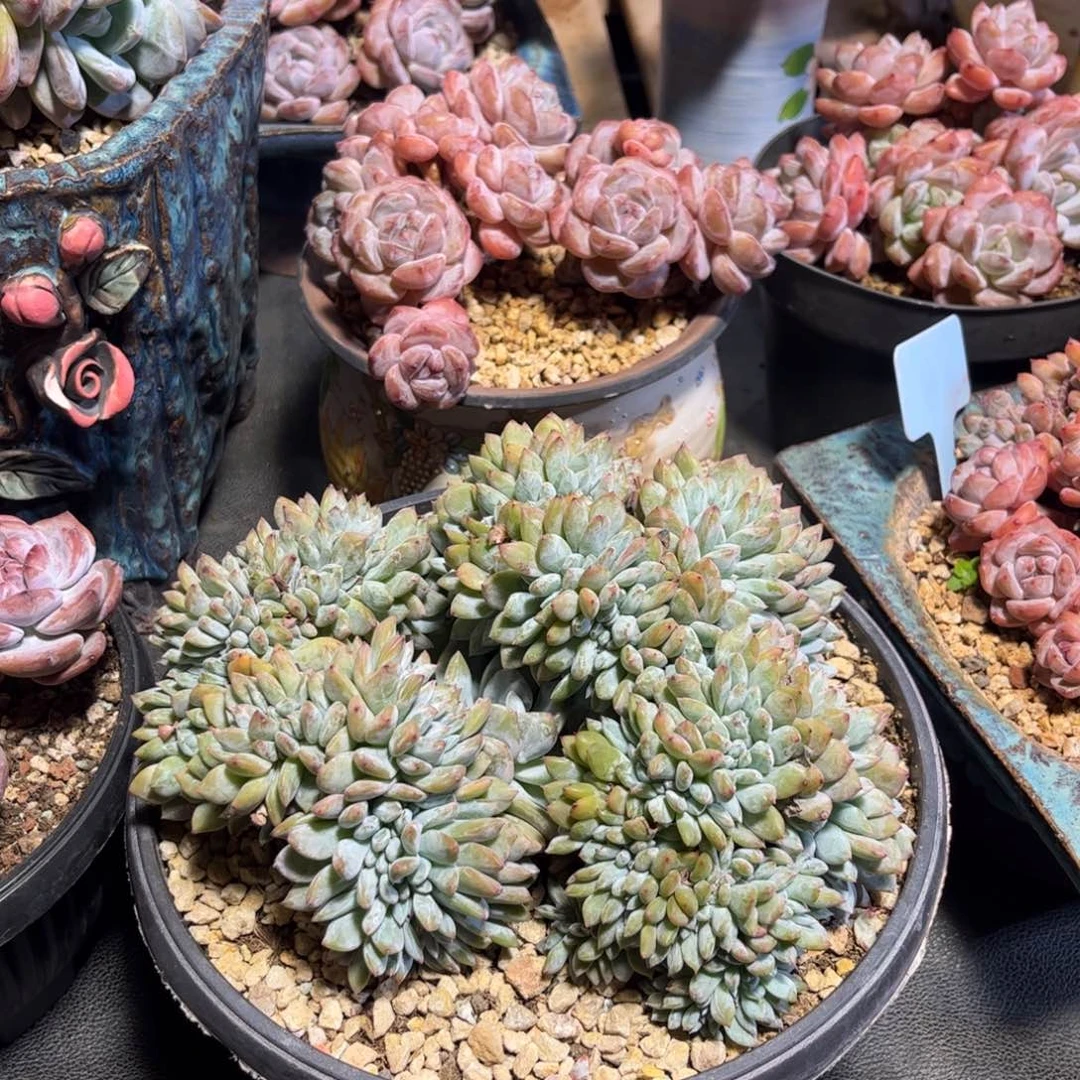 小***3小黄人石榴籽多肉