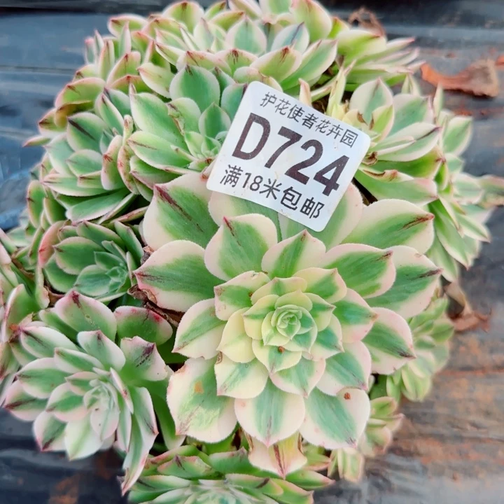 多肉法师淘宝福利