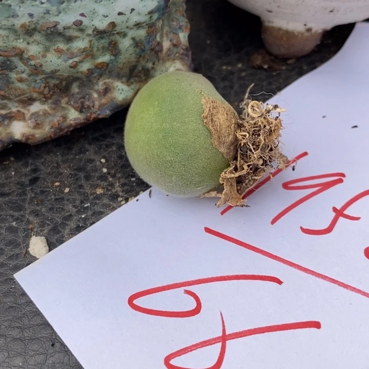 1952一颗一颗一颗