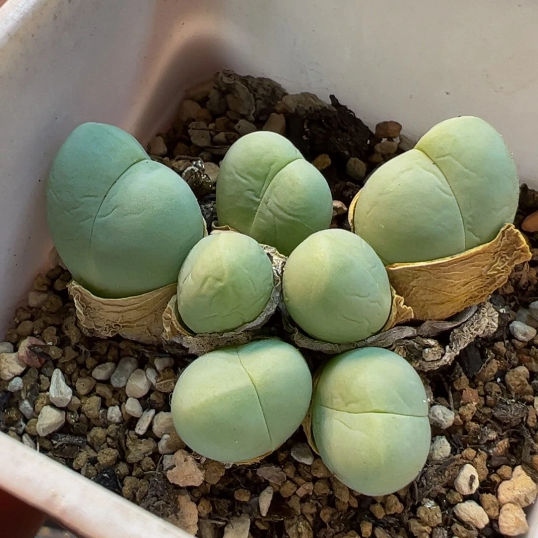 118多肉植物种类多样