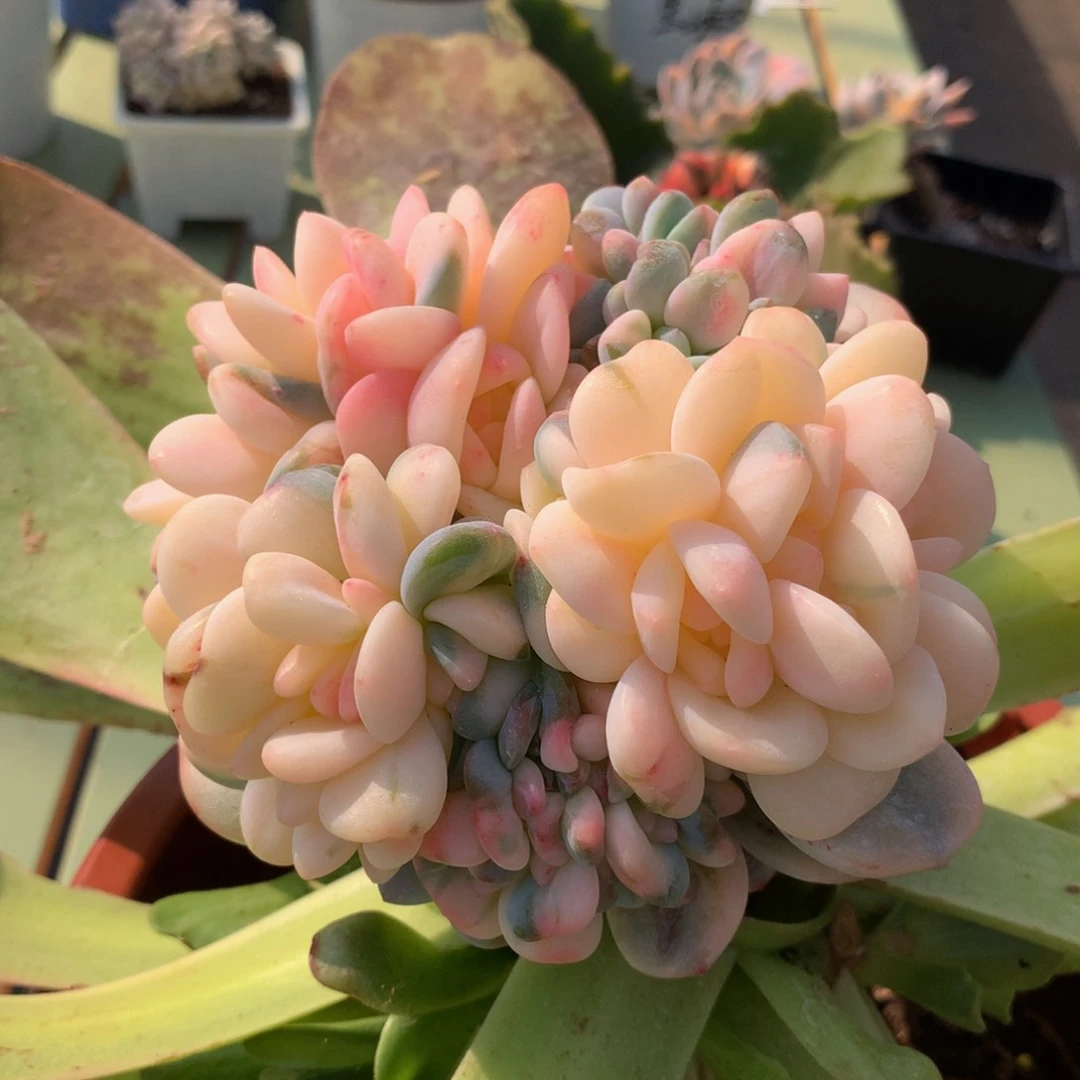 星影锦朵朵缀大群